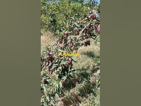 olmalar - YouTube