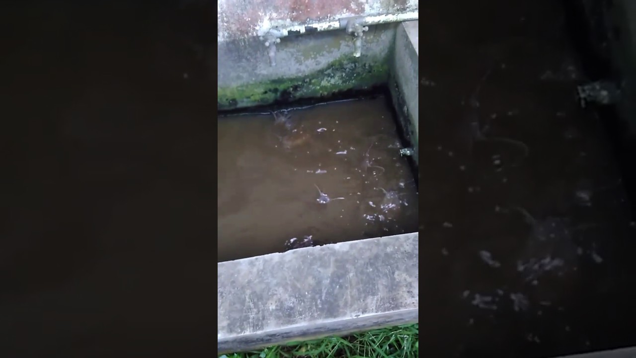 bibit lele usia 3 minggu 