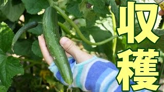 きゅうり収穫キター！夏やさい手入れ編
