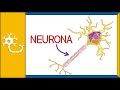 NEURONAS - histología, partes, funciones y clasificación | Ep. 1