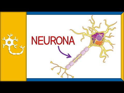 Vídeo: Un Conectoma Cromosómico Para Variantes De Riesgo Psiquiátrico Y Metabólico En Neuronas Dopaminérgicas Adultas