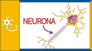 NEURONAS  histología, partes, funciones y clasificación | Ep. 1