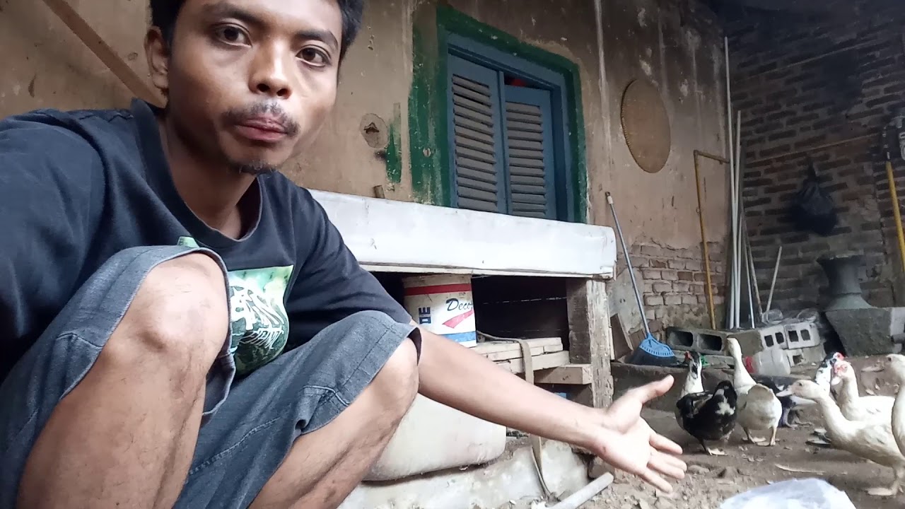 Cara kasih makan Bebek baik dan benar 