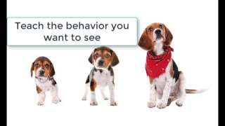 Pawsitive Partners- Who Are Our Dogs - An Introduction
