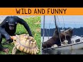 Funny Wild Animals | TikTok and Instagram Compilation