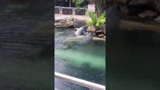manatees eating leaves out of the water in Sea World , Orlando. #shorts #shortvideo #youtube