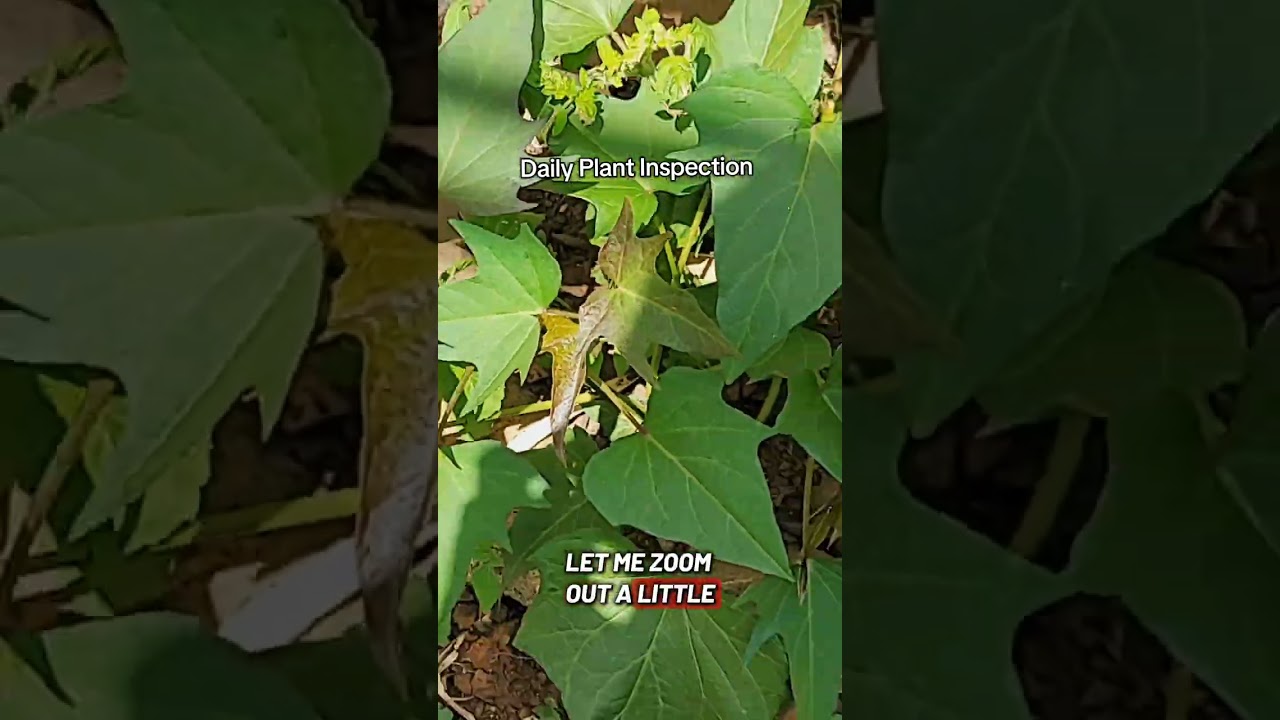 Daily Plant Inspection