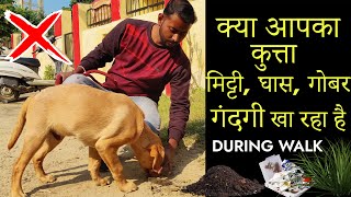 STOP ! Your Puppy from Eating Grass , Poop & Soil  during Walk || Smart Dog Training by SMART DOG TRAINING 36,008 views 1 year ago 4 minutes, 48 seconds