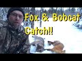 Bobcat Catch