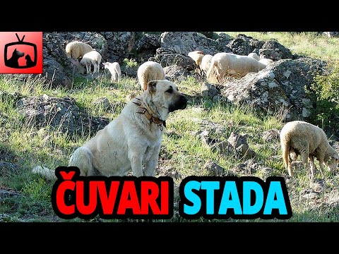 🐕 Psi Čuvari Stada – TOP 10 Najboljih Pasmina Pasa Za Čuvanje Stada!