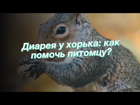 Видео: Диарея у хорьков