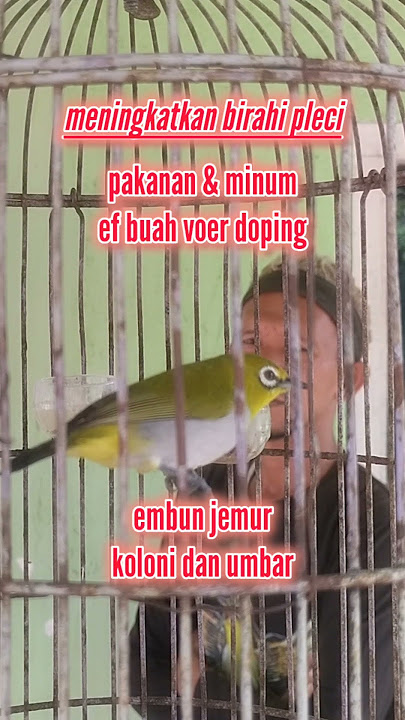cara meningkatkan birahi pleci