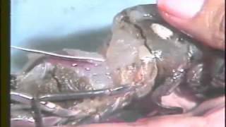 Biology and Ecology of Penaeus monodon 1 2
