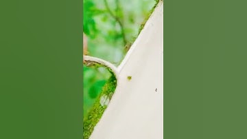 unique way to peel tree bark #shorts