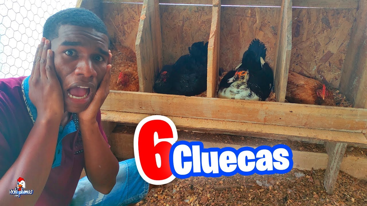 6 Gallinas cluecas al mismo tiempo 😱