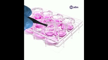 Beyond Migration: The Versatile World of Transwell Assays