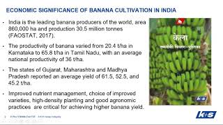 Banana Fertigation Strategies Webinar. screenshot 1