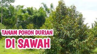 Pusat pembibitan pohon durian #durian #fyp #investasi #viral