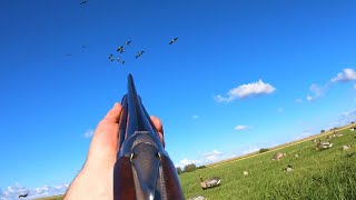 Goose hunting - More than 50 birds (Part II)