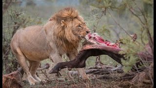 The only predator that can fight a male lion over food