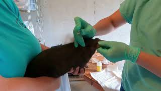 How to Prepare and Give a Pig a Shot with our Meishan Piglets
