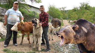 AYI İLE DAĞDA KARŞI KARŞIYA GELDİLER !(SAHİPLERİ KÖPEKLERİ BIRAKIP KAÇTI) DANA KADAR ÇOBAN KÖPEKLERİ