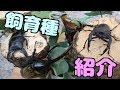 【クワガタ カブトムシ生活】 飼育種の紹介 【stag beetle】