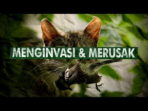 Video: Mengapa spesies invasif berkembang?