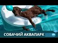 Про Собак.  Приколы с Собаками в Воде. Смешные Собаки.