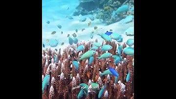 سورة لقمان { اصبر على ما أصابك إن ذلك من عزم الأمور}💚