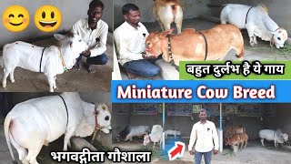 👍All India Transport Free Deal👍 & All 6 Available For Sale || Punganur Cow Bull and Male Female Calf