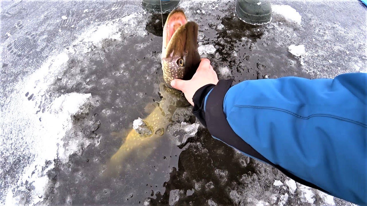 Дочекалися Кльову Щуки, Піймали Багато На Жерлиці. Ловимо на Балансири. Риболовля