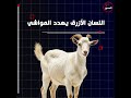بعد الحمى القلاعية مرض خطير يهدد المواشي في ليبيا ما تعرف عن اللسان الأزرق المحور السابع بعد الحمى القلاعية مرض خطير يهدد المواشي في ليبيا ما تعرف عن اللسان الأزرق المحور السابع