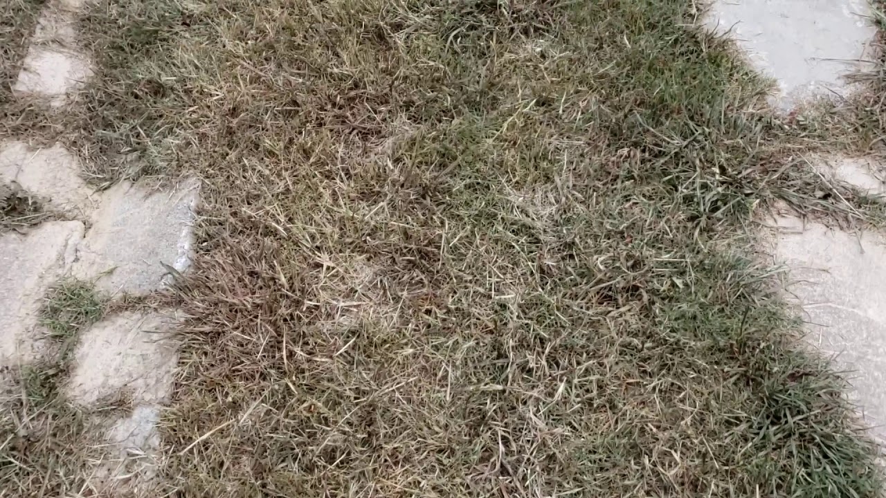 Vinegar, Salt and Dawn weed killer! YouTube