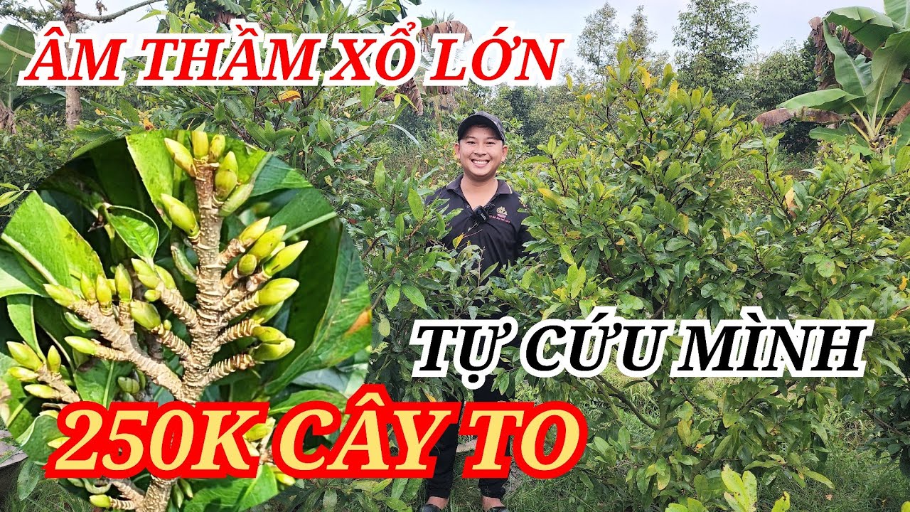 📞 PHONG 0359611594 MAI TÀNG CHƠI TẾT NỤ TO ÂM THẦM XỔ LỚN 250K BAO SHIP 17/01/2026 | Bến Tre Ơi