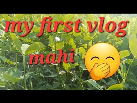 My first  vlog||My first vlog video#bindaskavya#sourvjoshi#nsmahi