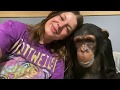 Morning routine with sugriva the chimpanzee 