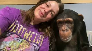 MORNING ROUTINE with SUGRIVA the CHIMPANZEE ❤