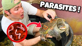 Thousands Of Blood Sucking Parasites Infest My Turtle Pond ! What Now ?!