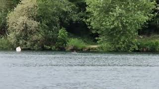 250518 Deer swimming across dyke