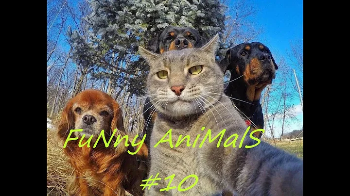 FuNny AniMalS #10 // Смешные видео с животными // Приколы с животными // Смешные животные 2020
