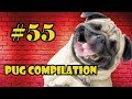 Pug Compilation 55 - Funny Dogs but only Pug Videos | Instapugs