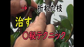 折れてもこれで治せます○秘テクニック[111]