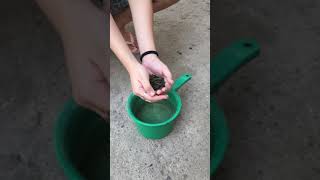 See Dogs Reaction To Exploding Plant