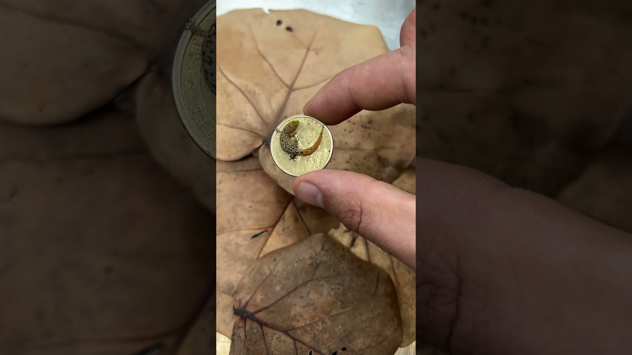 Tiny eggs and tiny geckos!