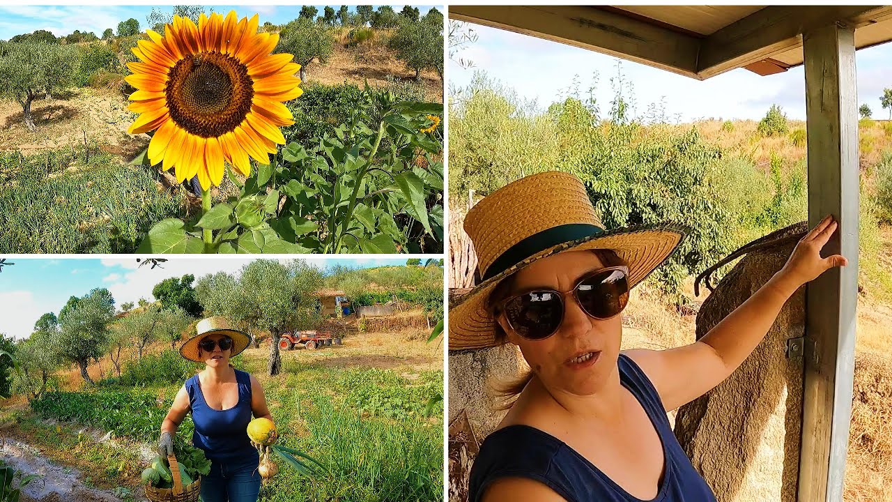 A COLHEITA É CADA VEZ MAIOR- JÁ TEMOS GIRASSOIS NA HORTA- PROJETOS DA CASINHA