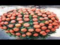 Tipos de árboles Bonsai con Frutas para tu hogar