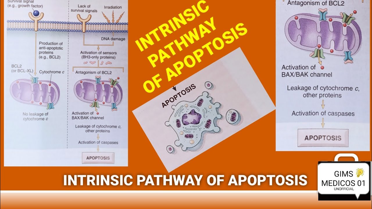 Intrinsic pathway of apoptosis | initiation phase | cell injury - YouTube