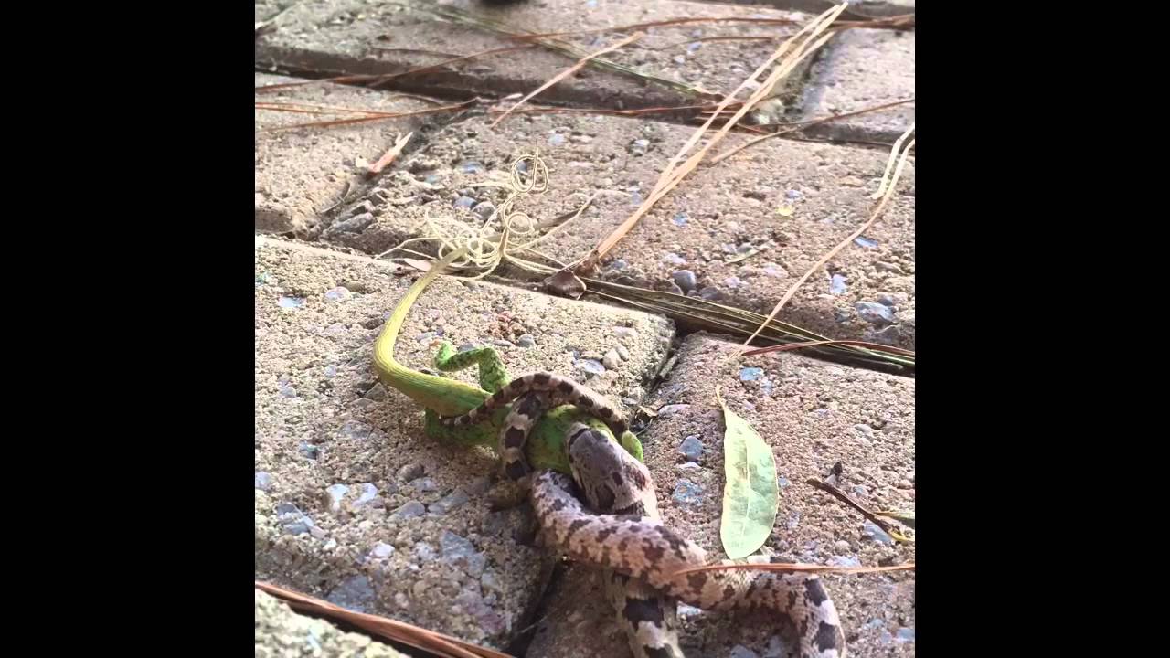 Oak Snake eats a lizard in my backyard YouTube