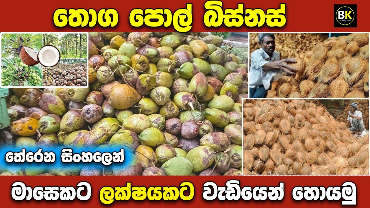 පොල් බිස්නස් එකක් කොහොමද හරියට කරන්නේ | How to make coconut business | New business ideas
